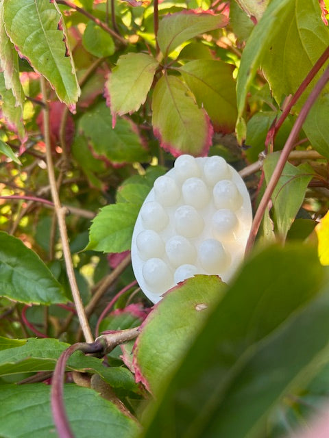 Bear Grease Shampoo Bar (with Coconut & Goat Milk)