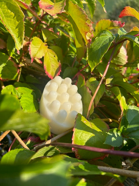 Bear Grease Shampoo Bar (with Coconut & Goat Milk)